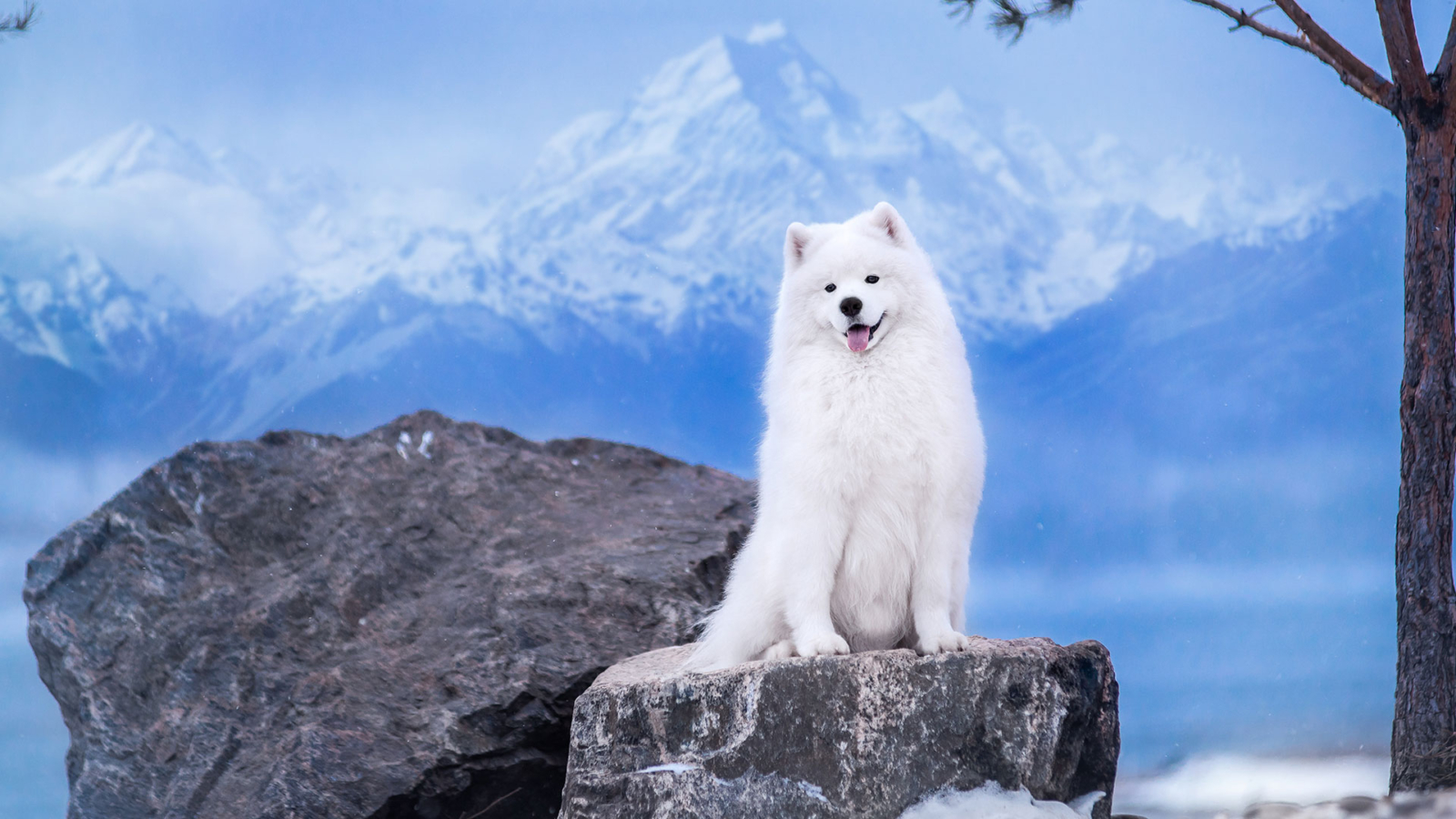 header-white-dog-2
