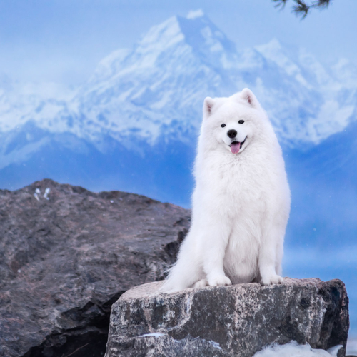 header-white-dog-2
