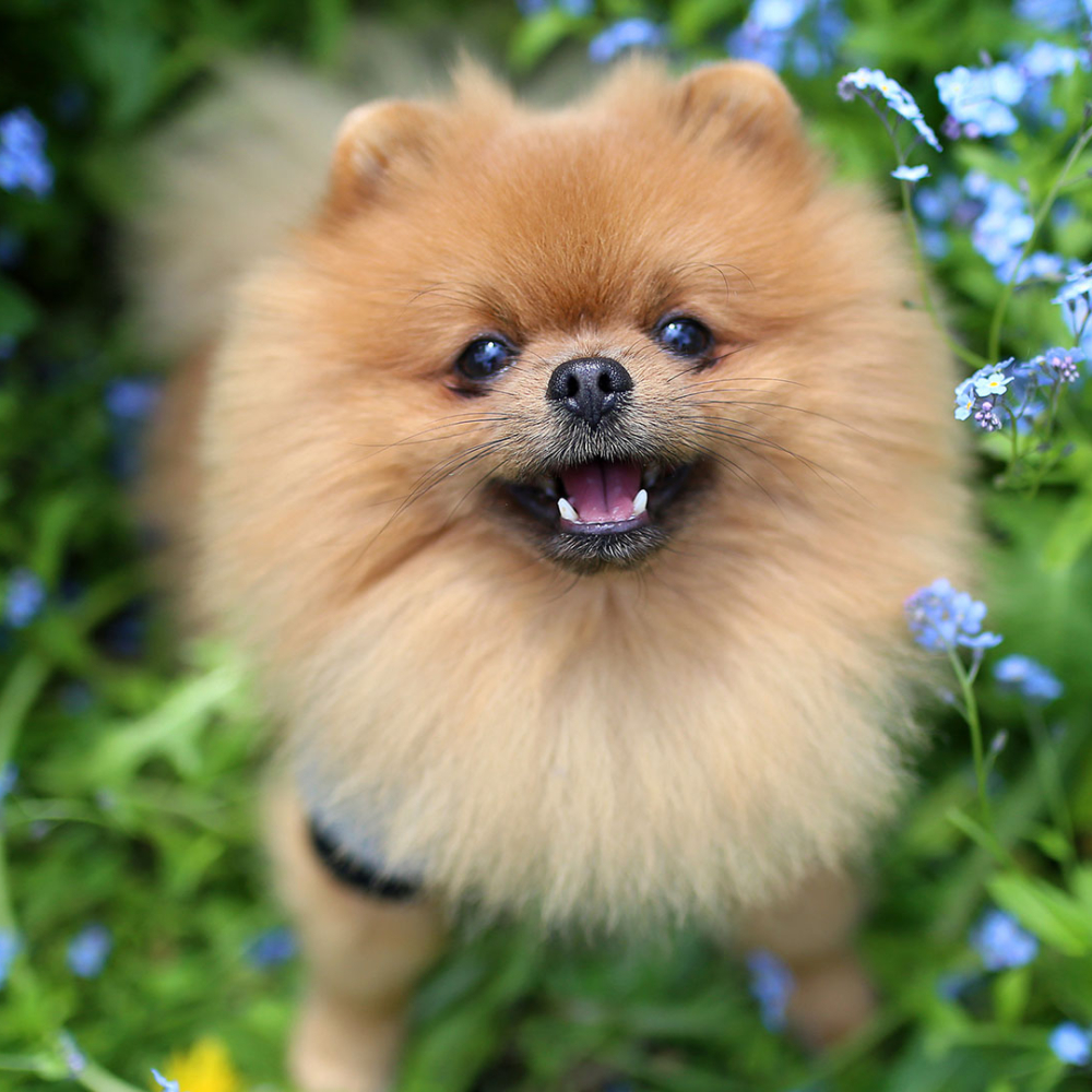 header-pomeranian