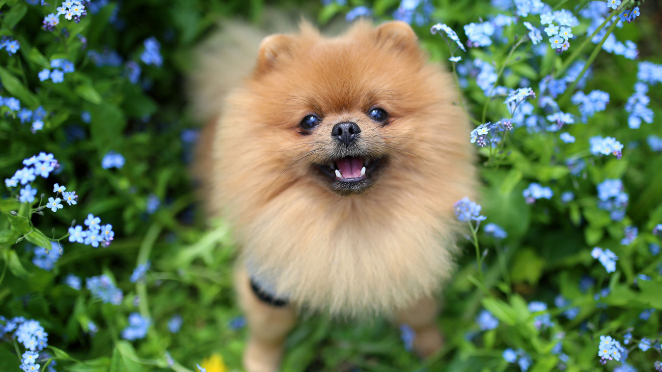 header-pomeranian
