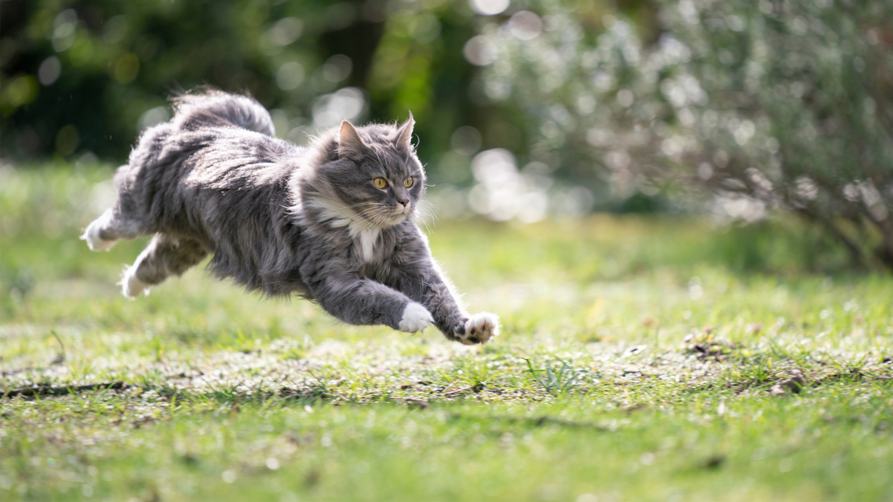 header-cat-long-hair
