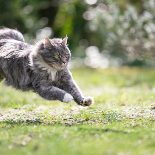 header-cat-long-hair