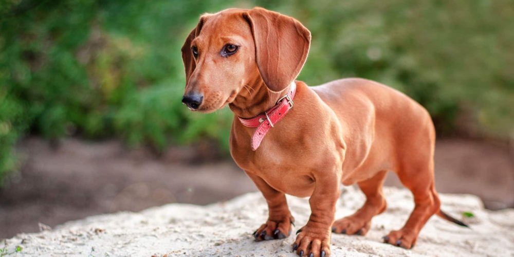 header-dachshund