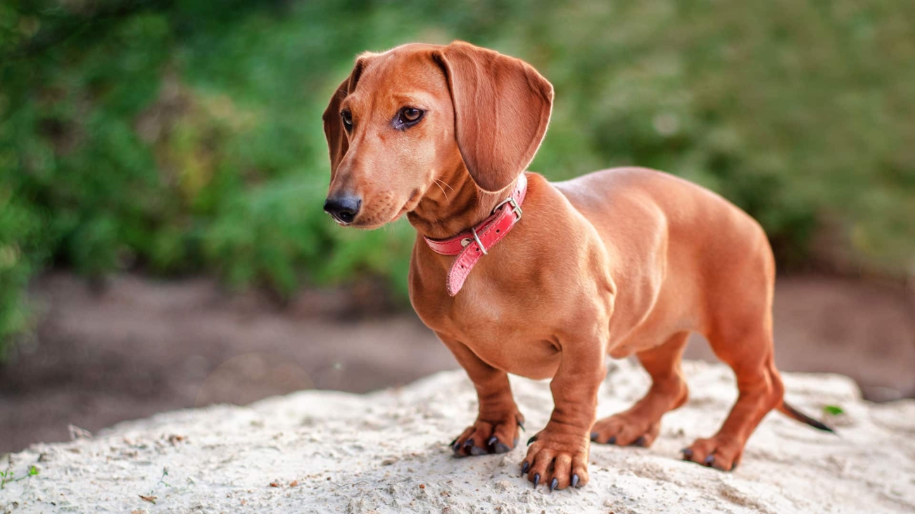 header-dachshund