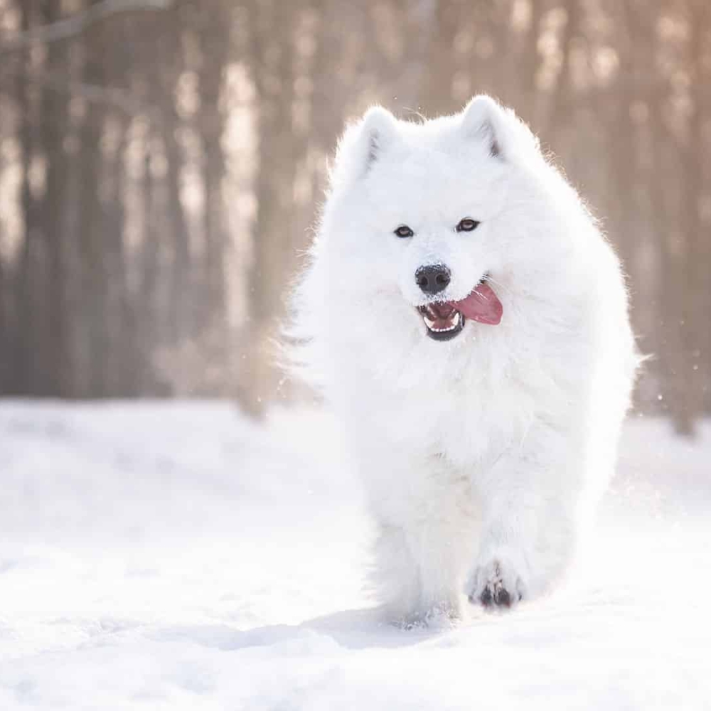 header-samoyed-01