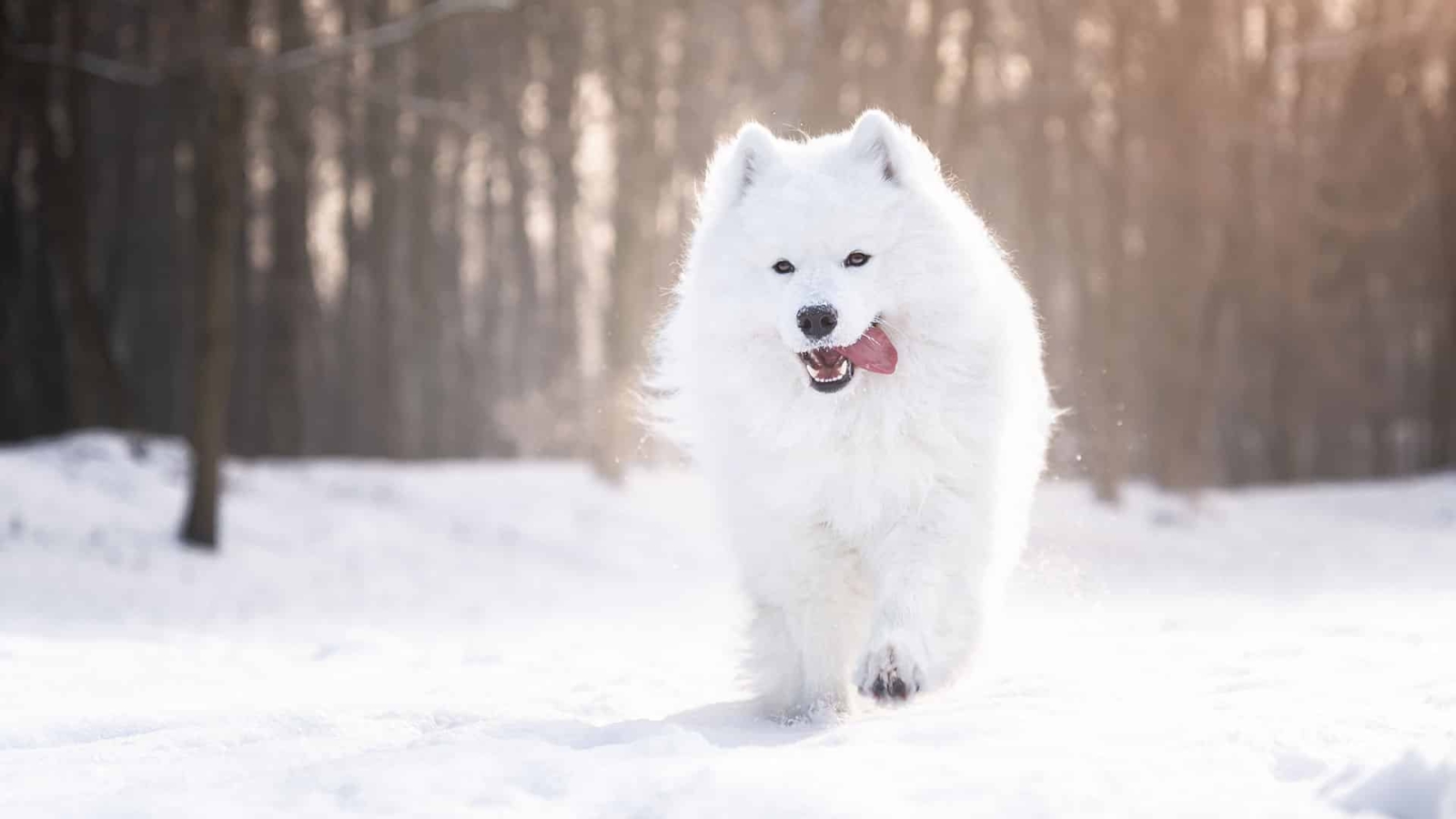 header-samoyed-01
